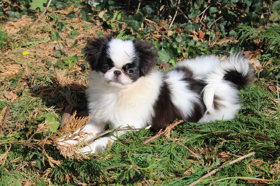 ALTAÏR rodnichok iz tiger sada